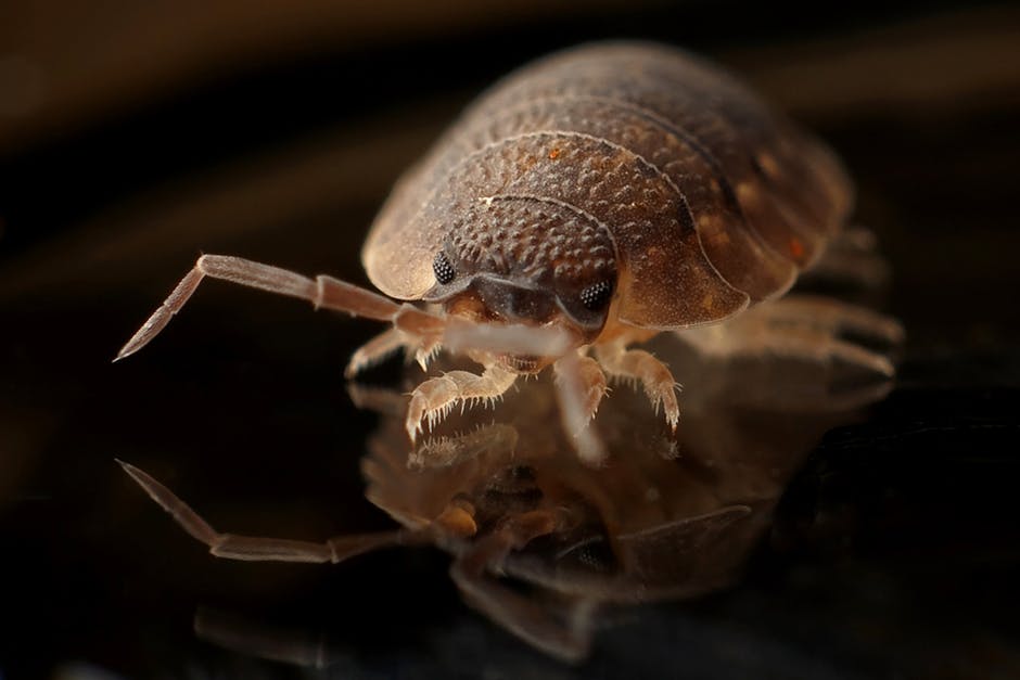 Bed Bug Pest Control Services In Hyderabad